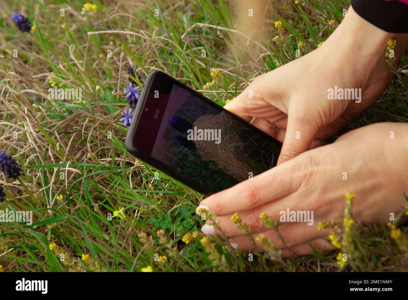 Gut gepflegte weibliche Hände, mit einer wunderschönen Maniküre, Foto blühender Bäume Nahaufnahme Selektive Fokussierung auf wunderschöne Äste in Pink. Stockfoto
