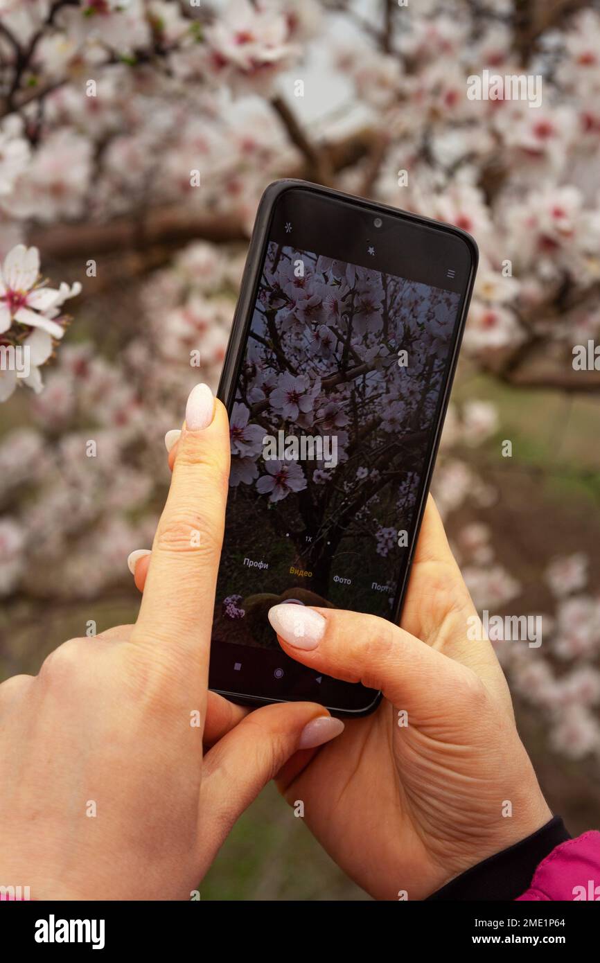 Gut gepflegte weibliche Hände, mit einer wunderschönen Maniküre, Foto blühender Bäume Nahaufnahme Selektive Fokussierung auf wunderschöne Äste in Pink. Stockfoto