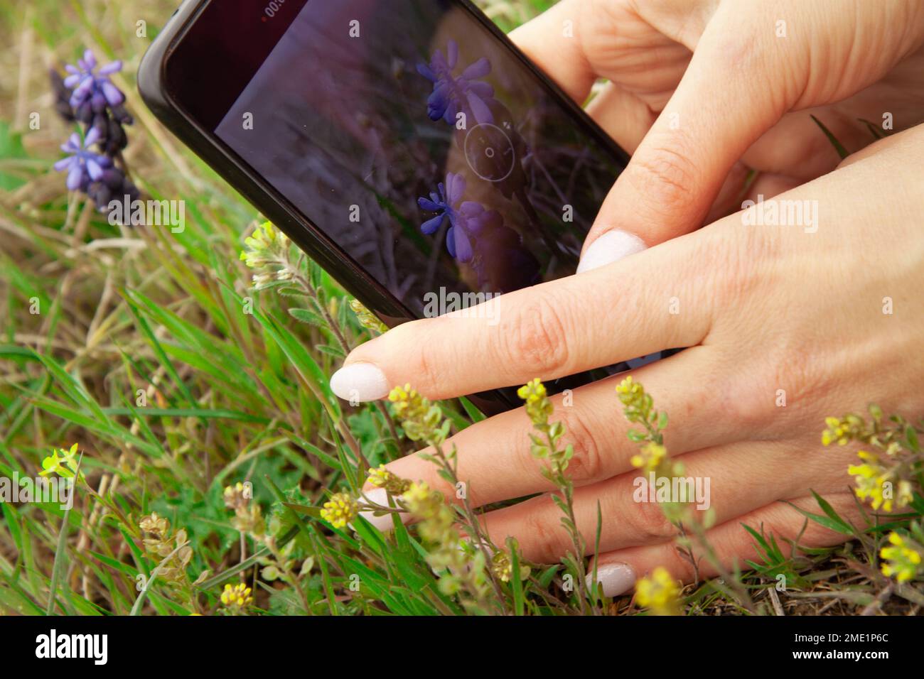 Gut gepflegte weibliche Hände, mit einer wunderschönen Maniküre, Foto blühender Bäume Nahaufnahme Selektive Fokussierung auf wunderschöne Äste in Pink. Stockfoto