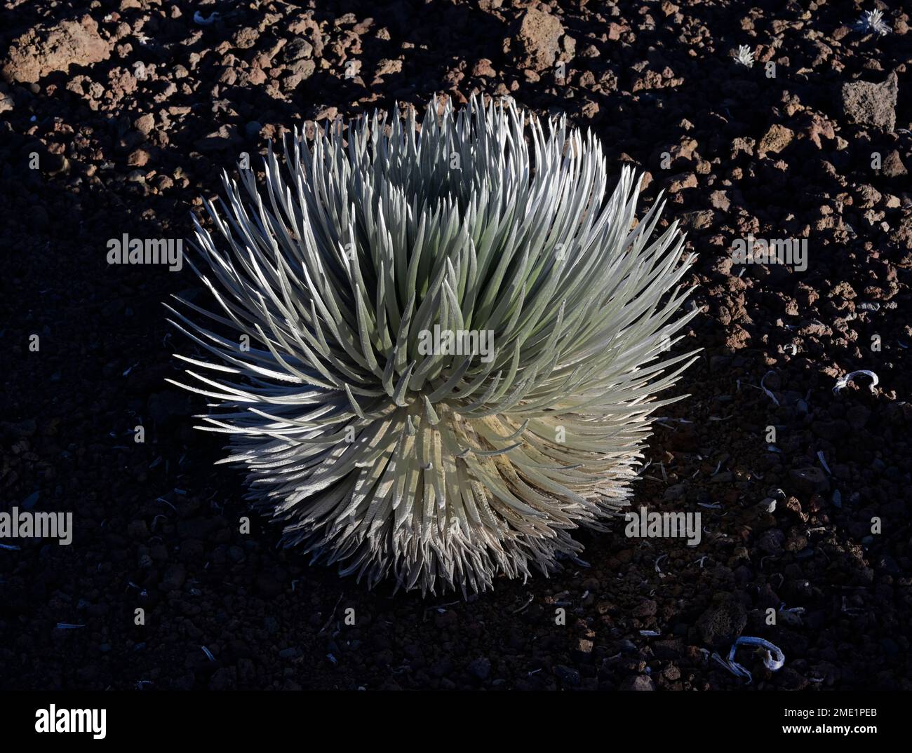 Silversword, Argyroxiphium sandwicense, Haleakala, Maui Stockfoto