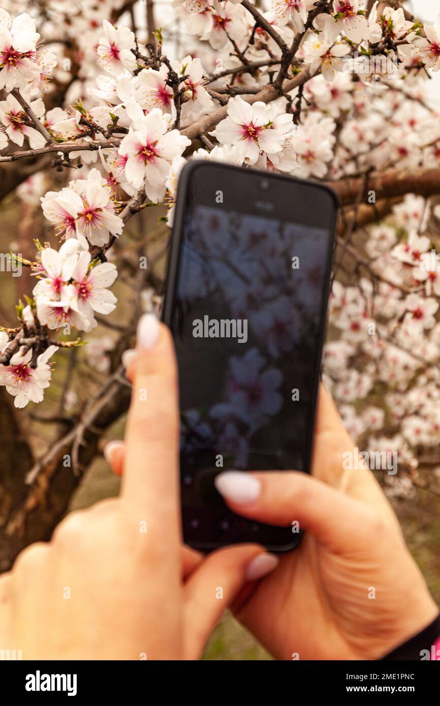Gut gepflegte weibliche Hände, mit einer wunderschönen Maniküre, Foto blühender Bäume Nahaufnahme Selektive Fokussierung auf wunderschöne Äste in Pink. Stockfoto