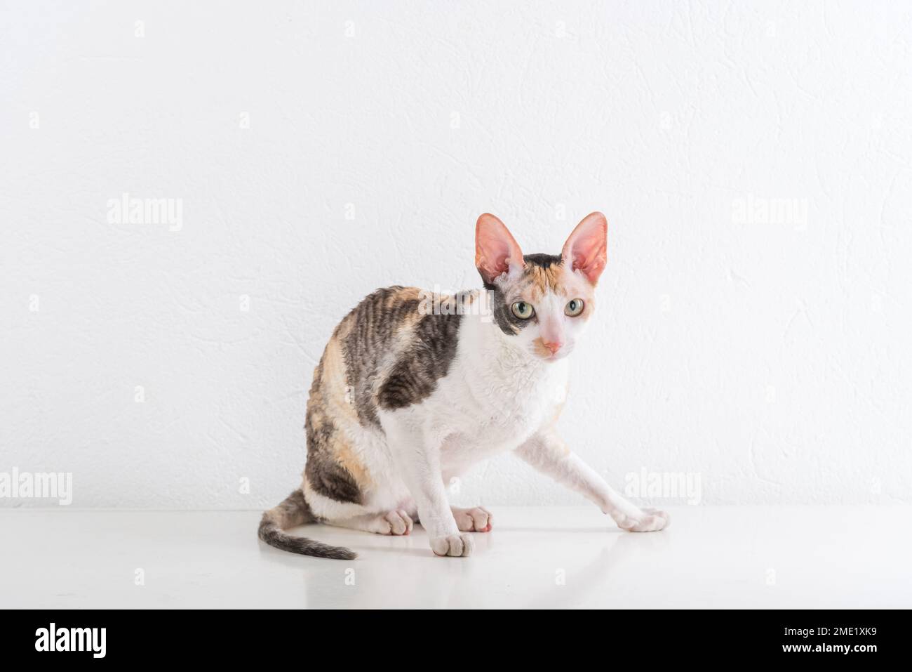 Cornish Rex kann im weißen Hintergrund Stockfoto