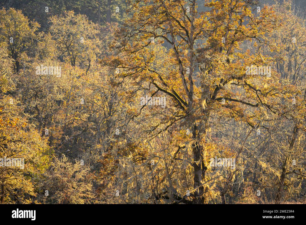 Oregons Eichen mit Flechten im Winter; Mount Pisgah Arboretum, Willamette Valley, Oregon. Stockfoto