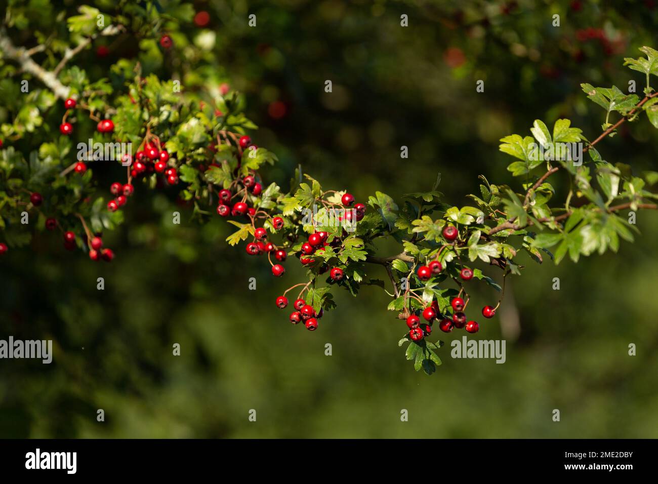 Weißdornbeeren (Crataegus) im Herbst. Stockfoto