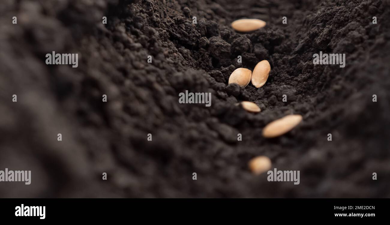 Pflanzkonzept. Melonensamen, die Bodenlöcher Pflanzen. Aussaat von Lebenspflanzenerde, Nahaufnahme. Pflanzen von Gemüsesamen, Erde, Erde, Garten, Bodenfarm Stockfoto