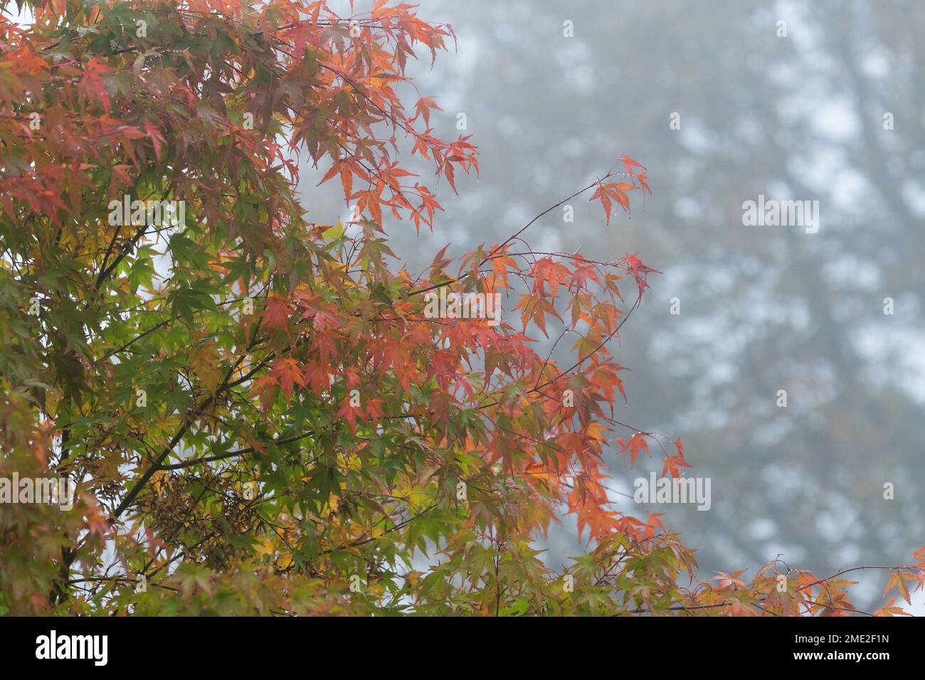 Ein acer-Baum (japanischer Ahorn) im Herbst (Herbst). Die Blätter verwandeln sich langsam in die Rottöne und Goldtöne des Herbstes. Stockfoto