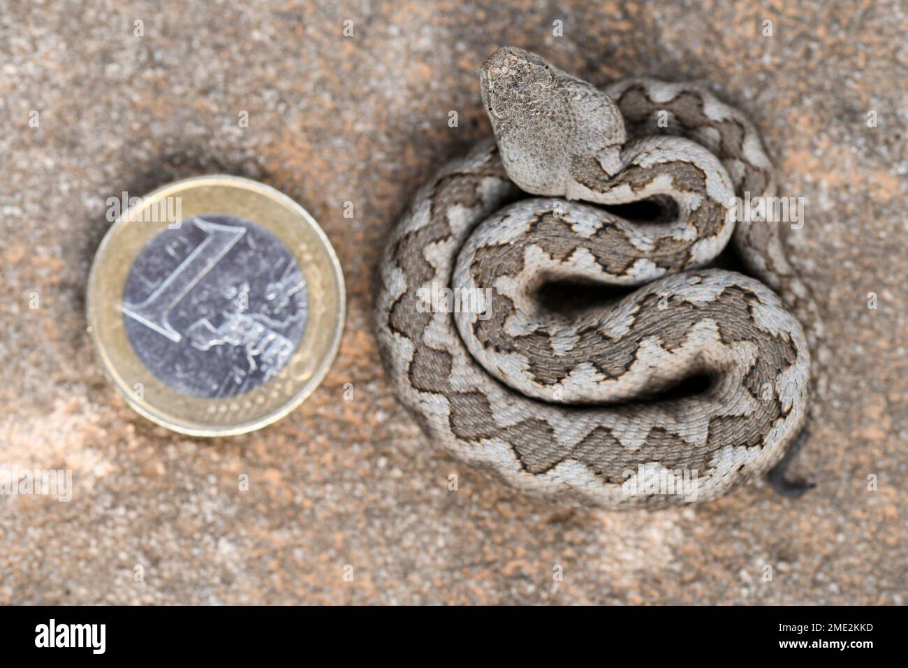 Draufsicht einer verschnüffelten Schlange mit Flecken auf weißer Haut auf sandigem Boden im Vergleich zur Euro-Münze Stockfoto