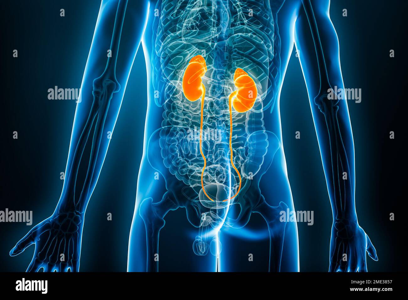 Röntgen-posteriore oder -rückwärtige Ansicht von Nieren und Harnleiter 3D-Darstellung mit männlichen Körperkonturen. Menschliche Anatomie, Nierensystem, Medizin, Biologie, sc Stockfoto