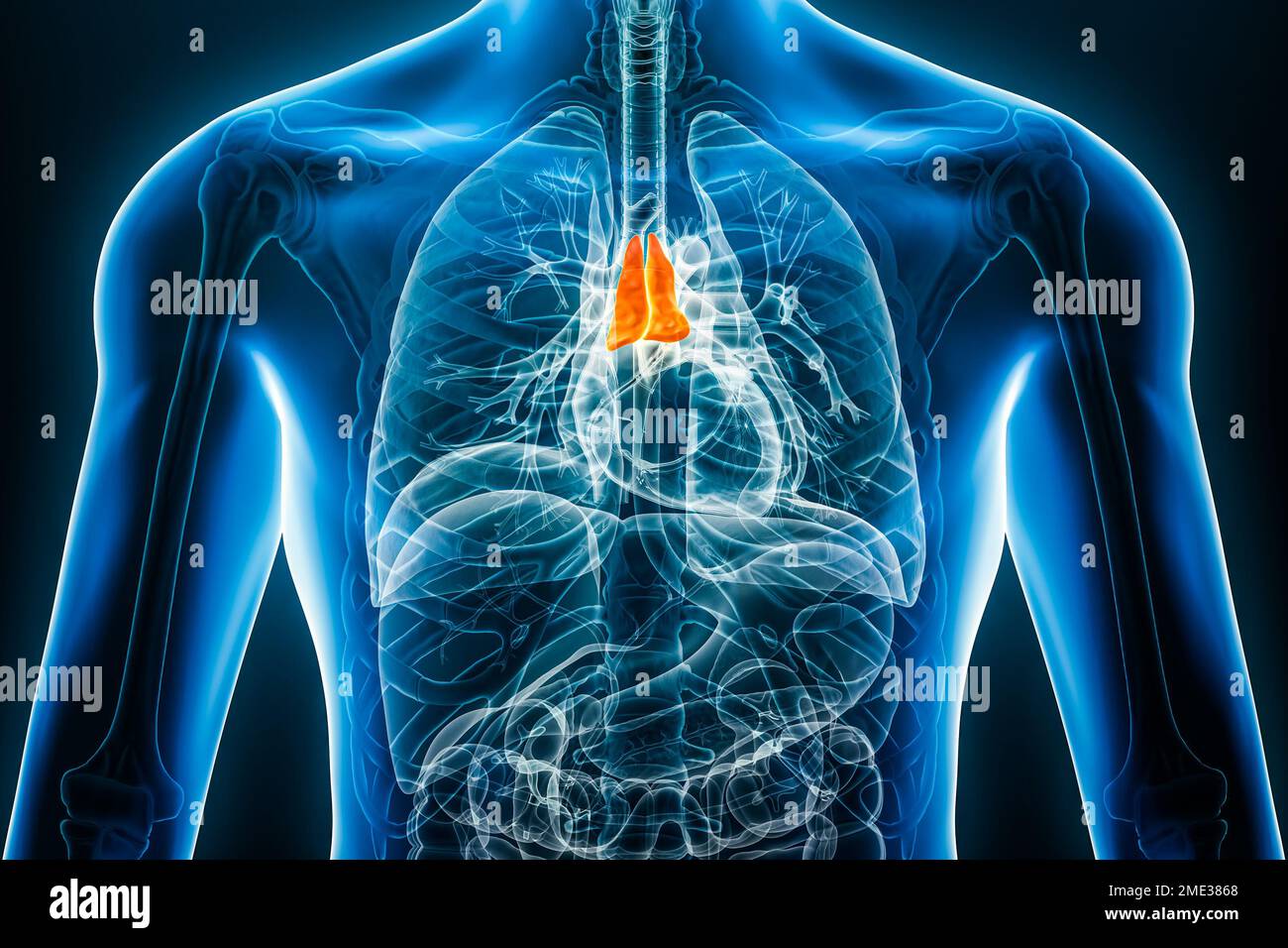 Röntgen-Thymusinterna-3D-Darstellung mit männlichen Körperkonturen. Menschliche Anatomie, Medizin, Biologie, Wissenschaft, Gesundheitskonzepte. Stockfoto