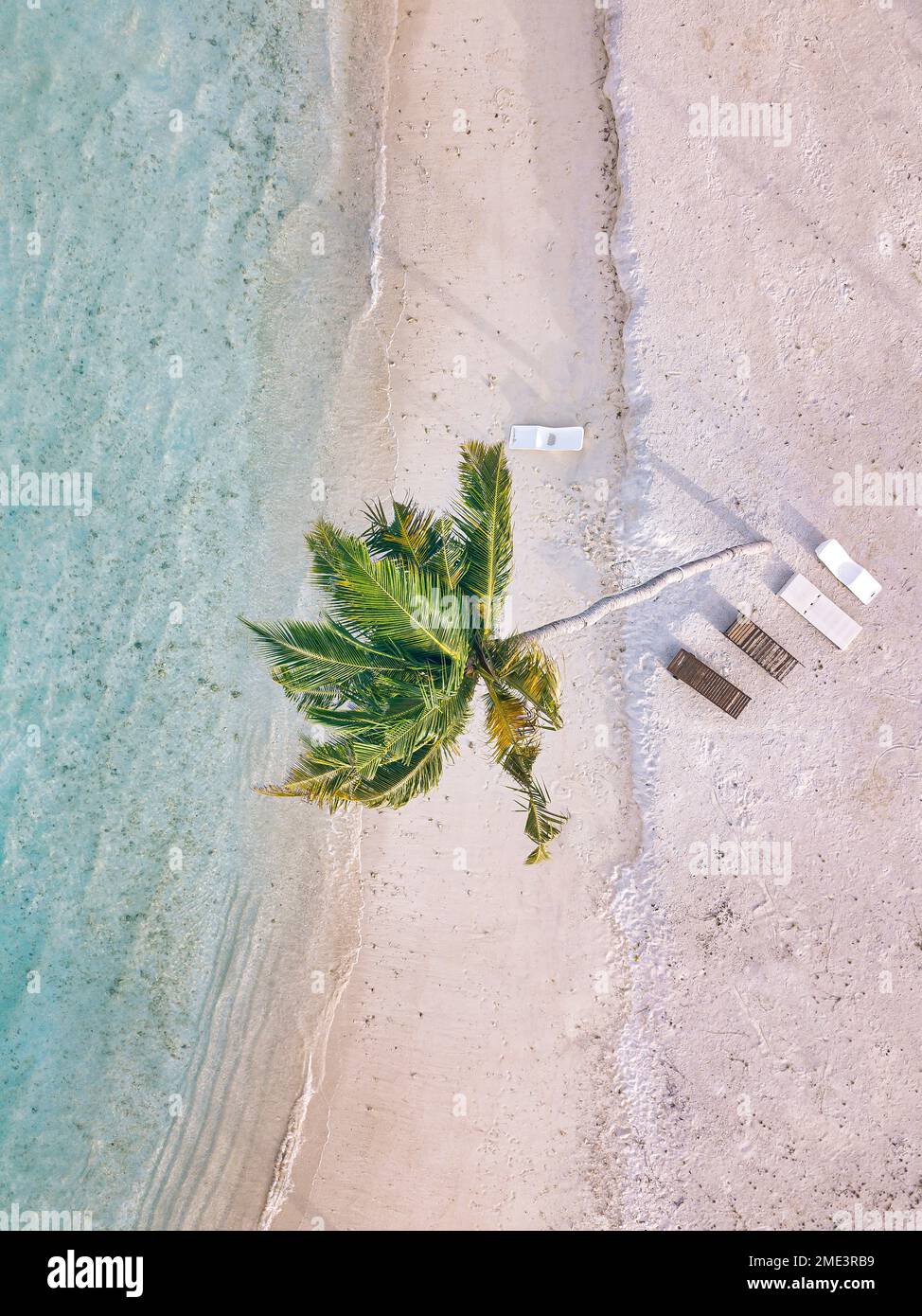 Kokospalme inmitten leerer Liegestühle am Strand Stockfoto