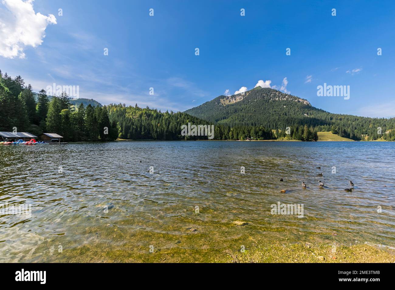 Deutschland, Bayern, eurasische Seekühe (Fulica atra), die im Spitzingsee schwimmen Stockfoto