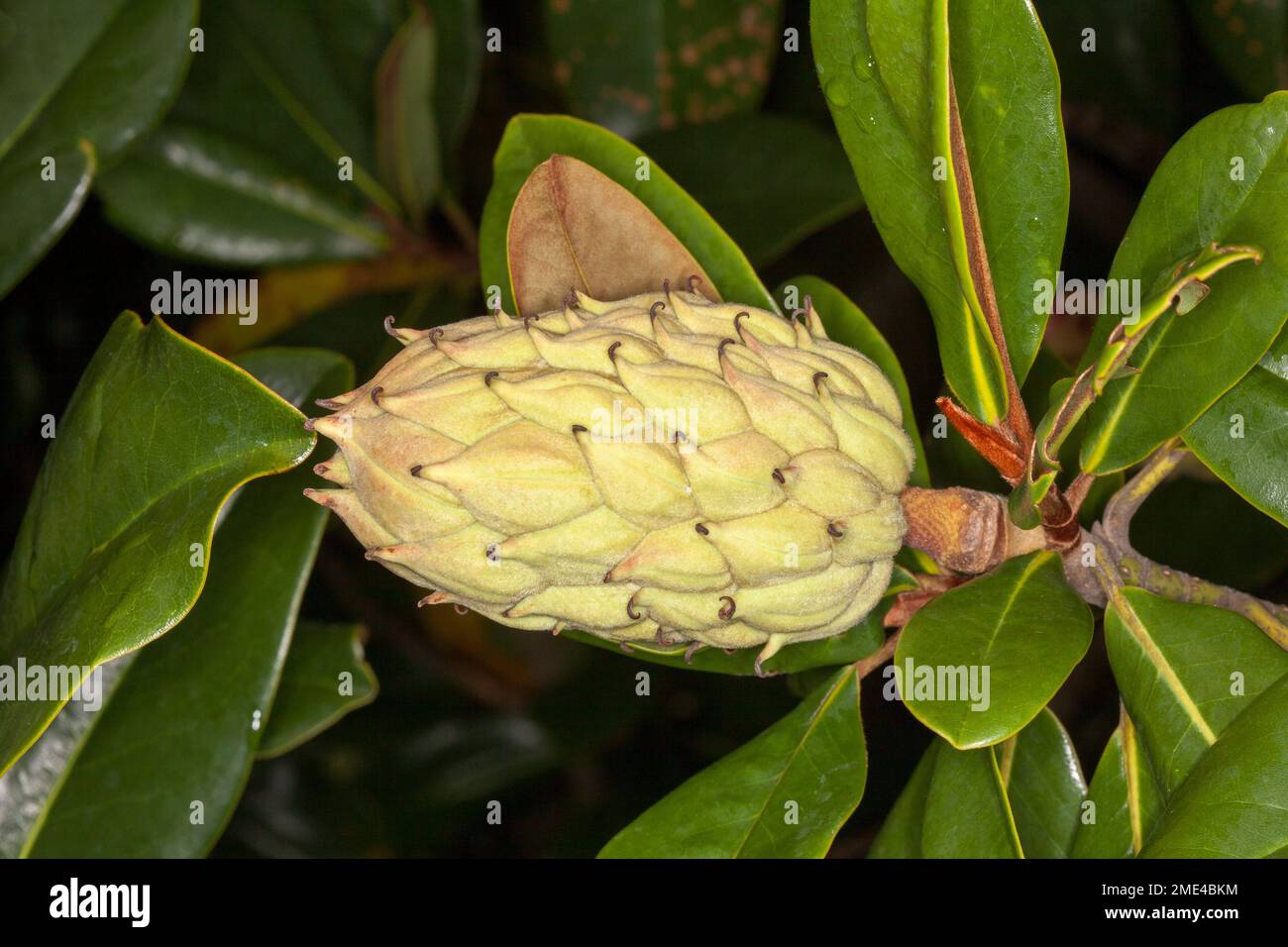 Große Samenkapsel Magnolia grandiflora Stockfoto