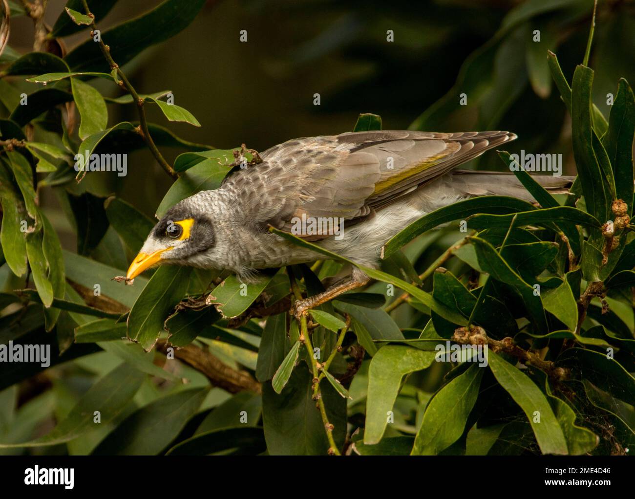 Laute Bergleute, Manorina melanocephala, australischer Honigfresser, mit Insektenbeute, inmitten von Bäumen im Stadtpark Stockfoto