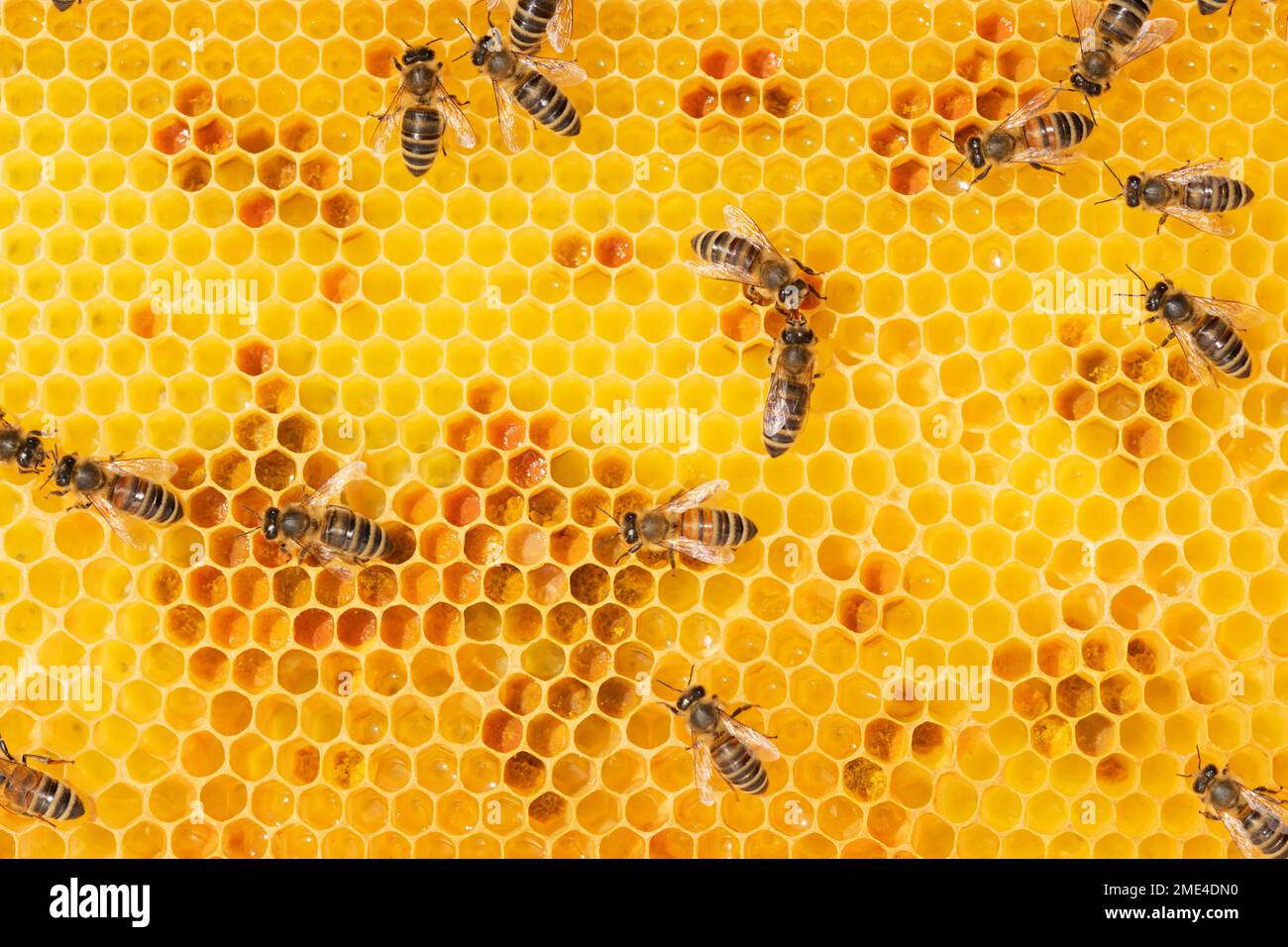 Vollbild von Arbeiterbienen auf Honigwaben Stockfoto