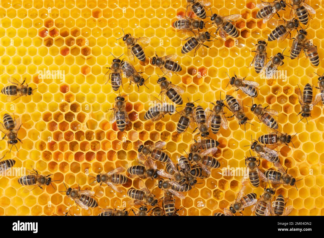 Vollbild von Arbeiterbienen auf Honigwaben Stockfoto