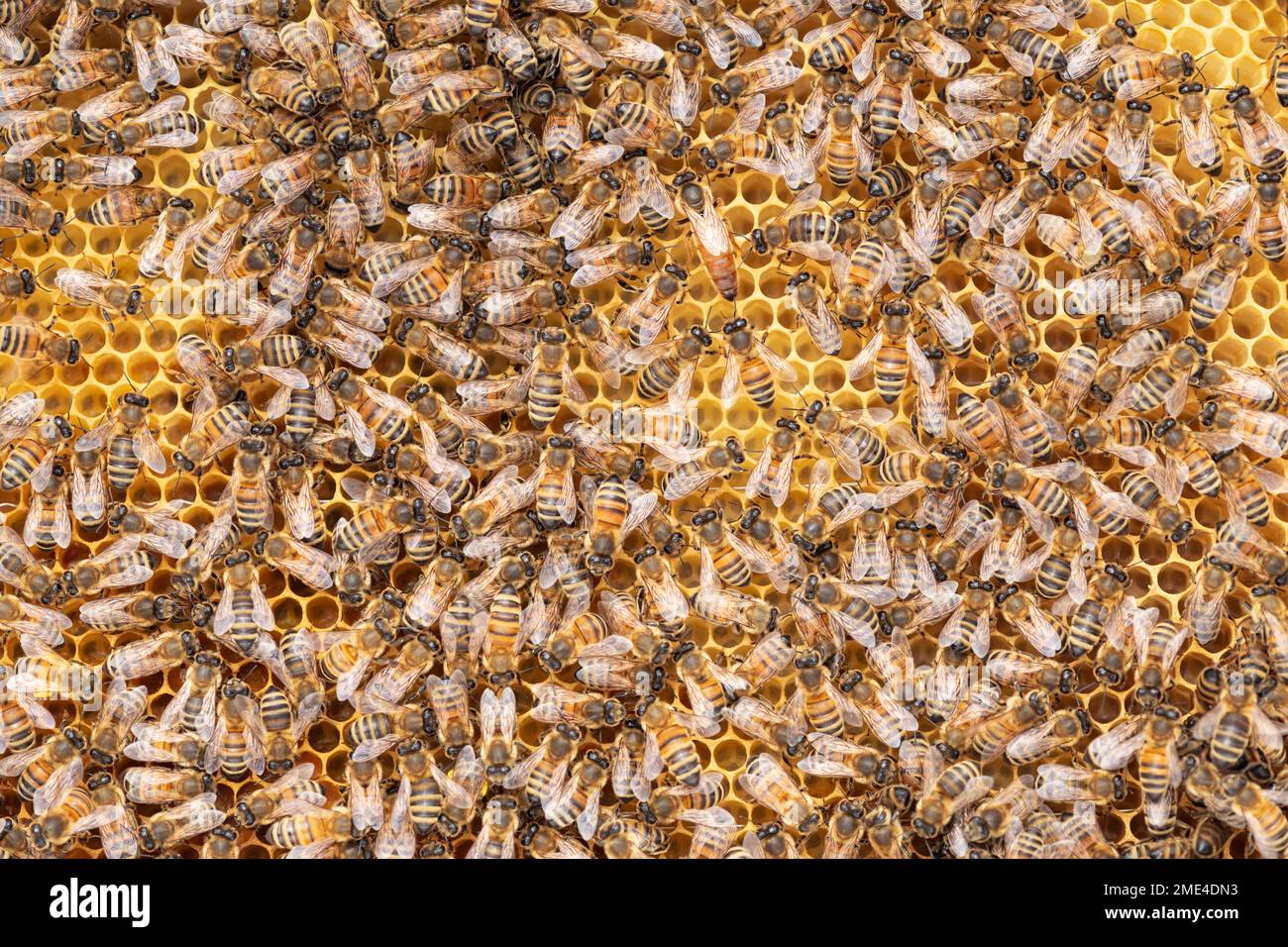 Bienenkönigin umgeben von Arbeiterbienen Stockfoto