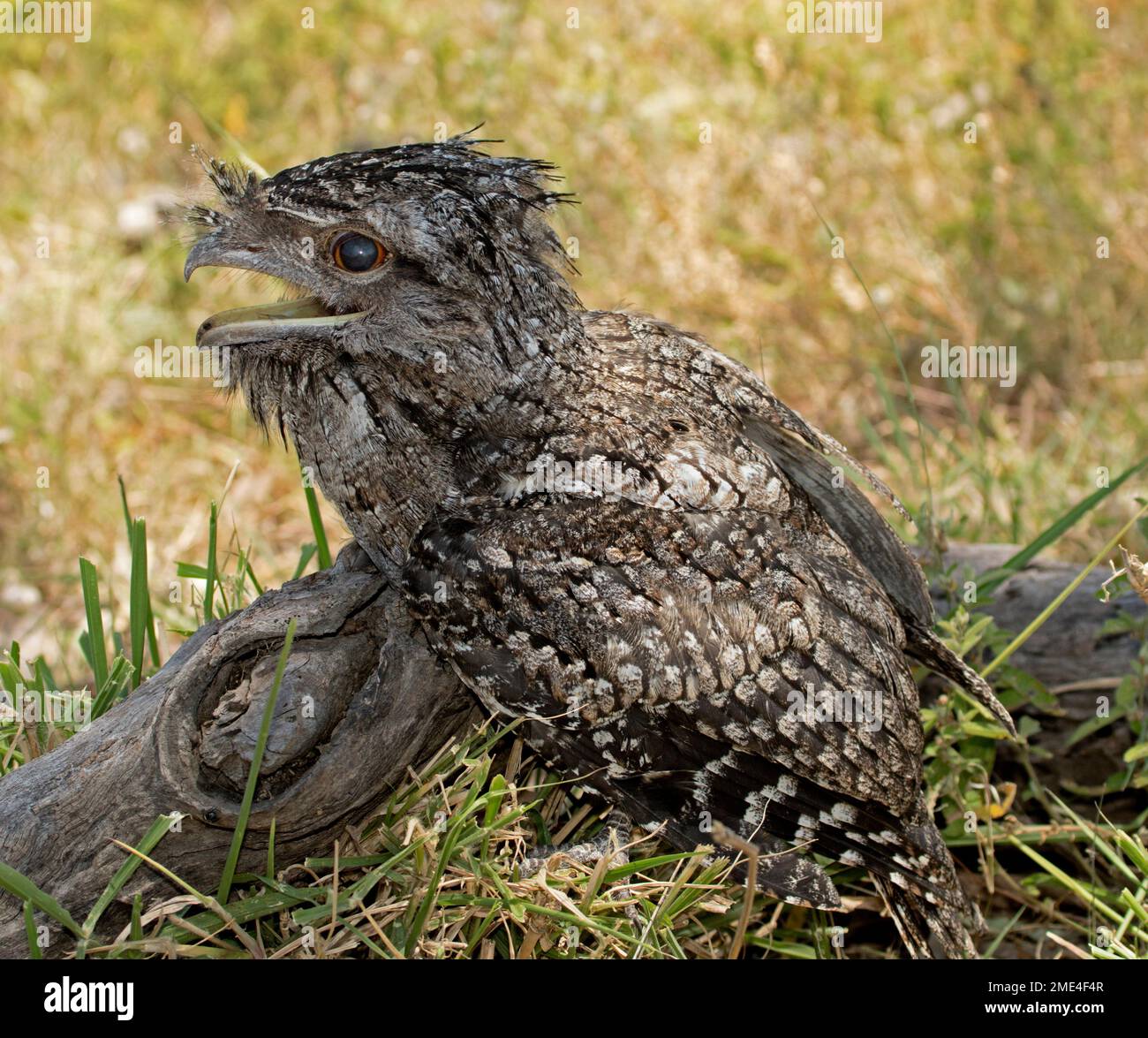 Tawny Frogmouth, Podargus strigoides, ein Greifvogel, mit Schirm, der an einem heißen Tag zum Abkühlen geöffnet ist, hoch oben auf einem Baumstamm im Grasland in Australien Stockfoto