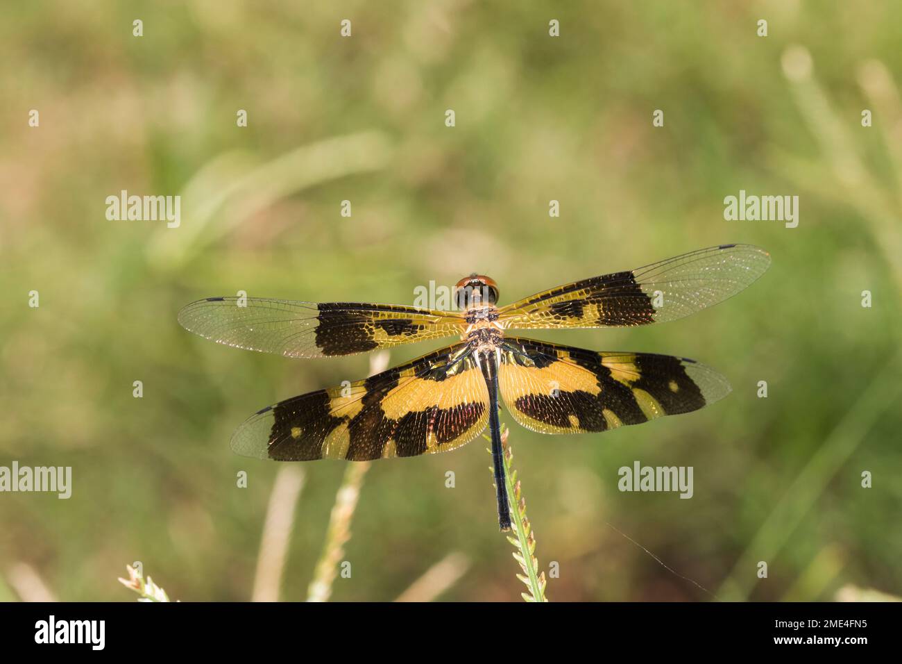 Im Freien sitzender gewöhnlicher Bildflügel (Rhyothemis variegata) Stockfoto