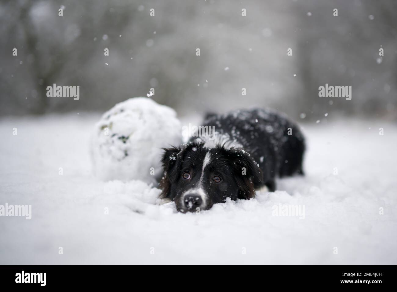 Junge Border Collie ruht im Schnee Stockfoto