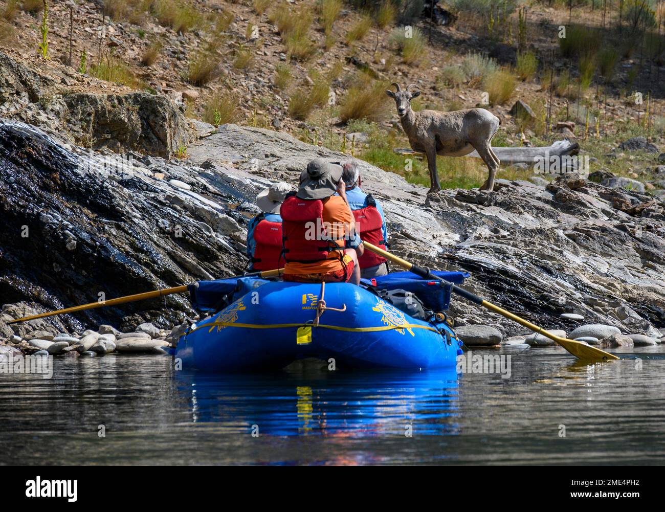 Dickhornschafe am Middle Fork Salmon River in Idaho mit „Far and Away“-Abenteuern. Stockfoto