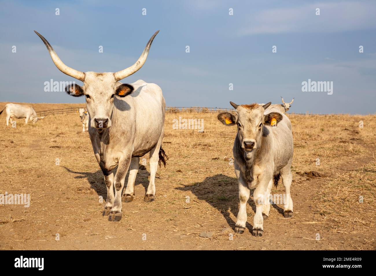 Zwei Maremmana-Kühe, die auf seltsame Weise vor die Kamera schauen Stockfoto