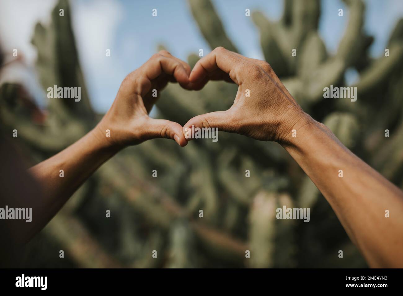 Die Hände einer Frau, die vor Kaktuspflanzen ein Herz mit Gesten geformt hat Stockfoto