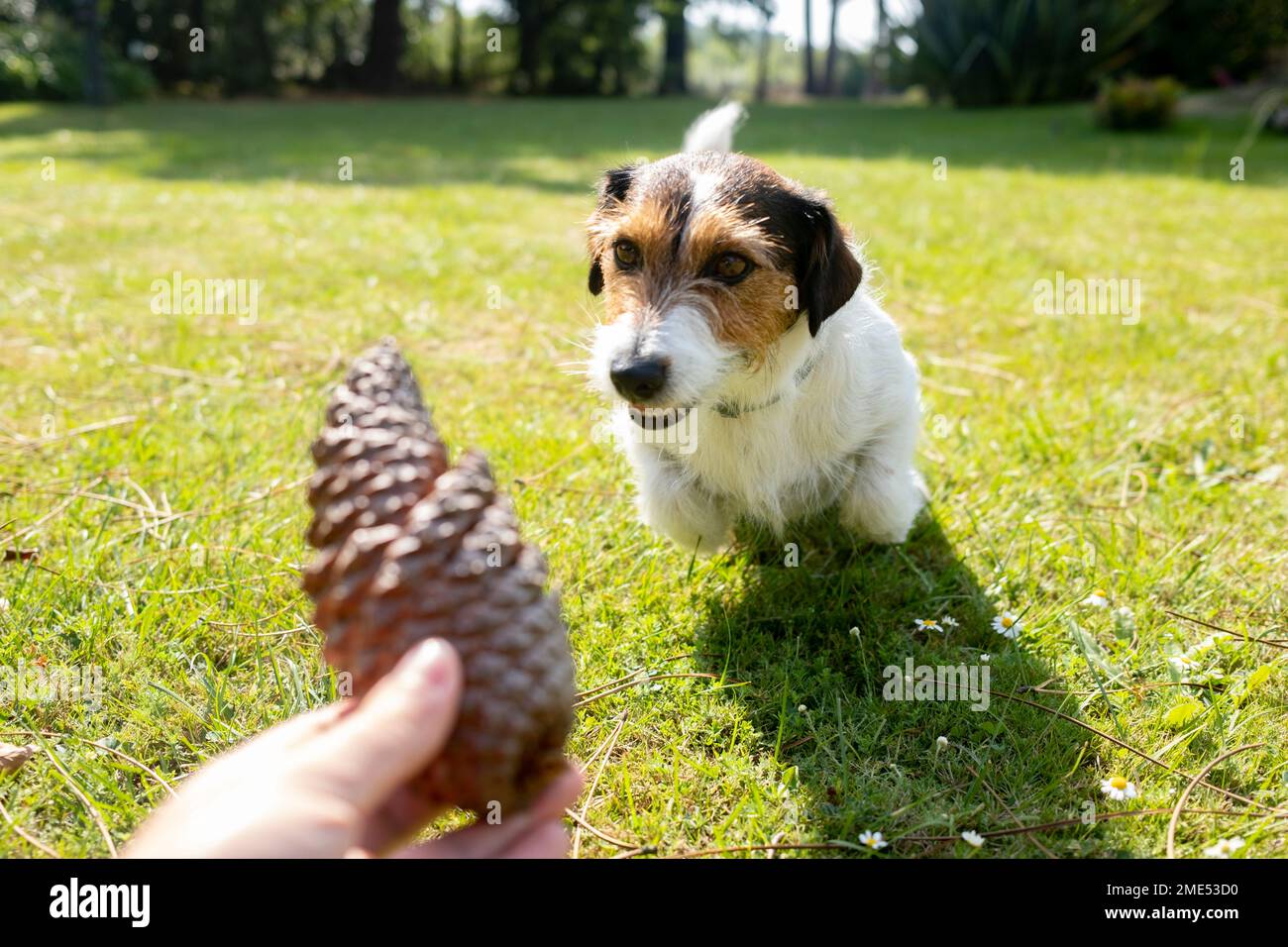 Ein Mann, der mit Jack Russell Terrier im Garten spielt Stockfoto