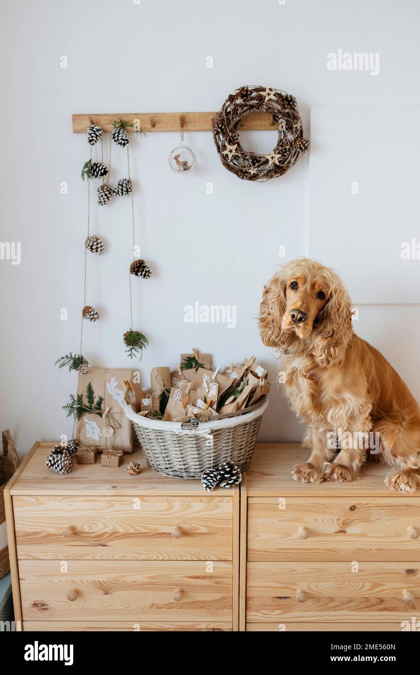 Cocker-Spaniel-Hund sitzt zu Hause am Adventskalender-Korb Stockfoto