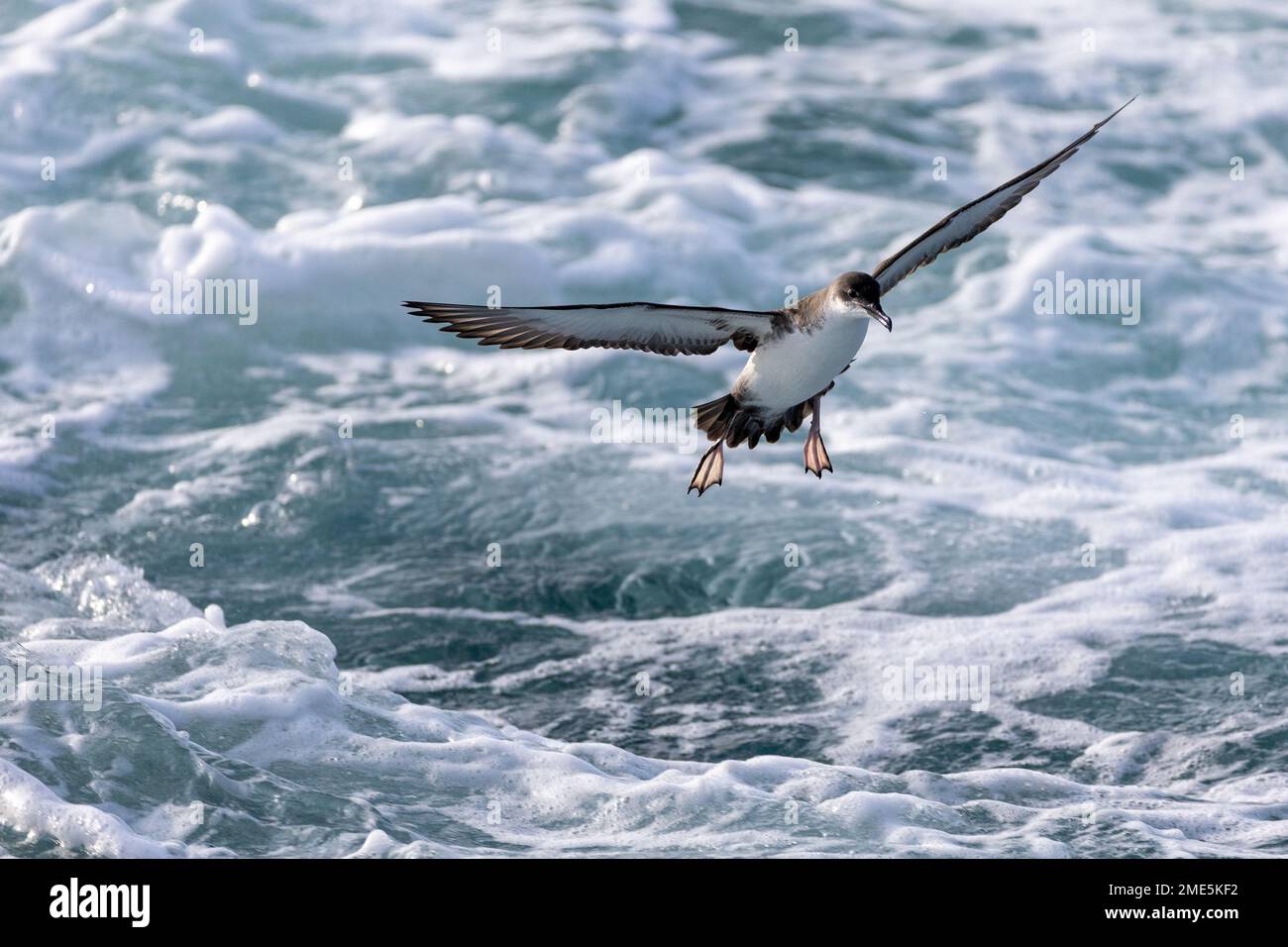 Ein kleiner Pinguin landet auf dem Wasser Stockfoto