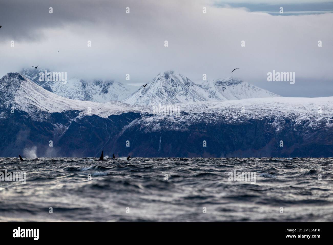 Eine Gruppe von Orcas, die im Winter in einem norwegischen Fjord schwimmen Stockfoto