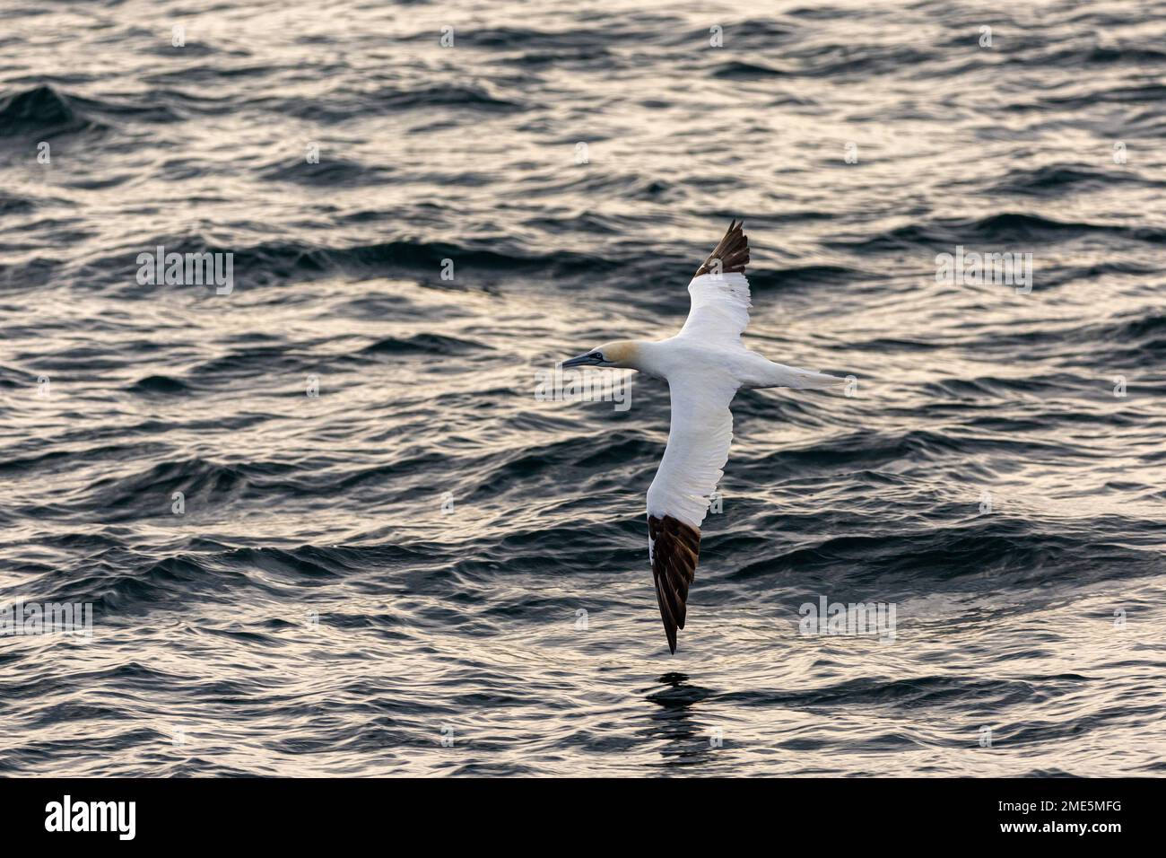 Ein nördlicher Gannet fliegt über dem Wasser Stockfoto