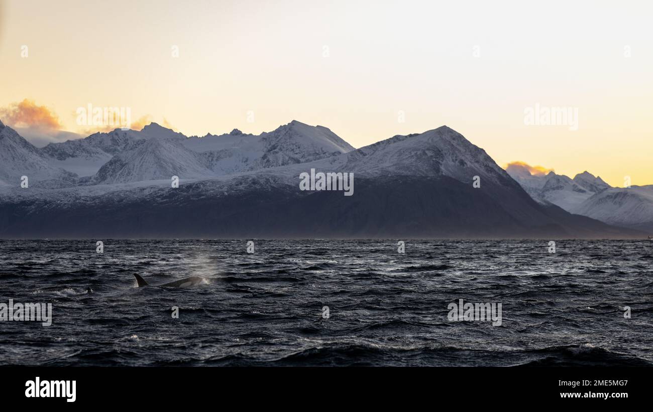Ein Orca schwimmt bei Sonnenuntergang in einem norwegischen Fjord Stockfoto