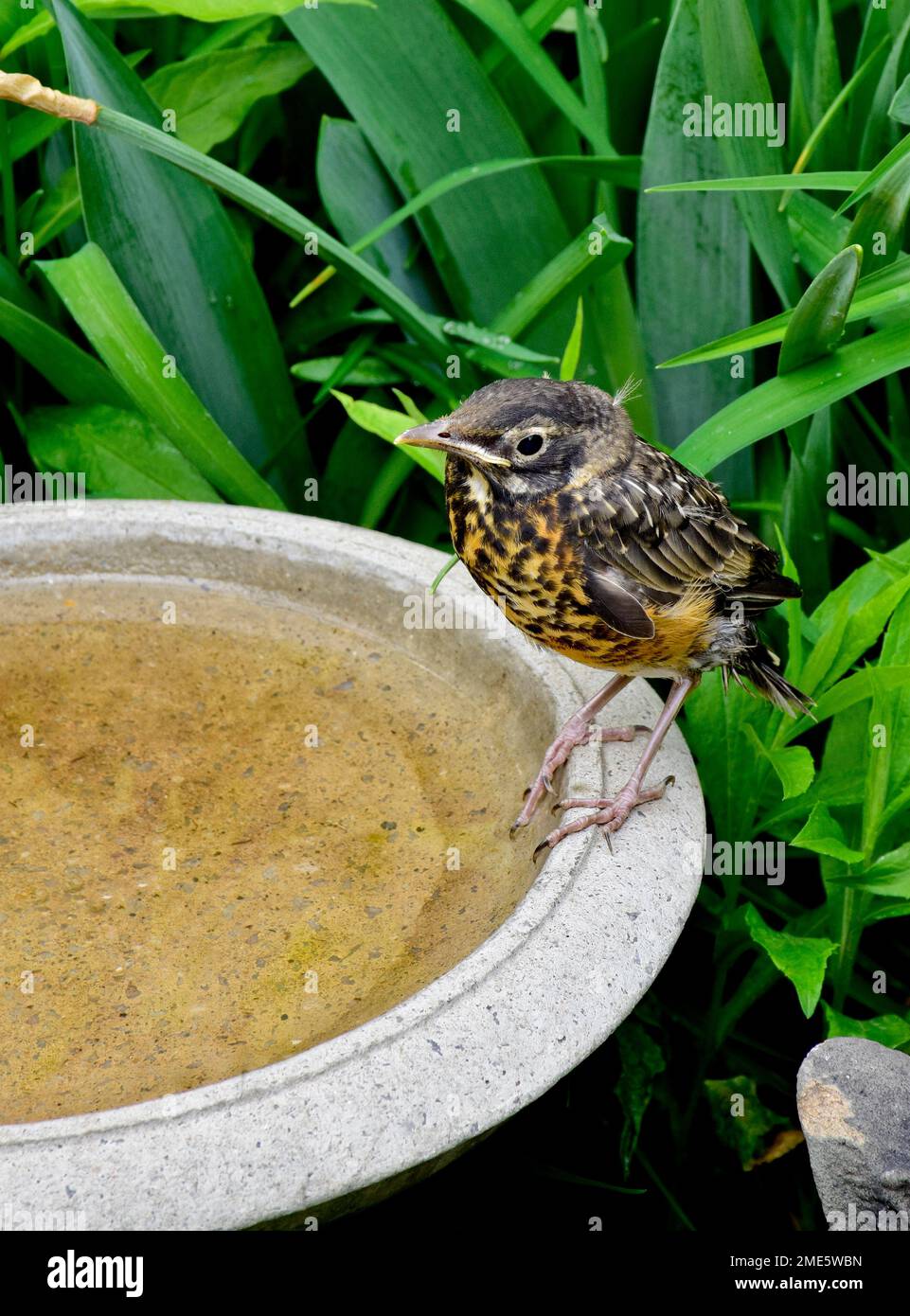 Baby Robin, ein neuer Jungling, auf einem Vogelbad, Stockfoto