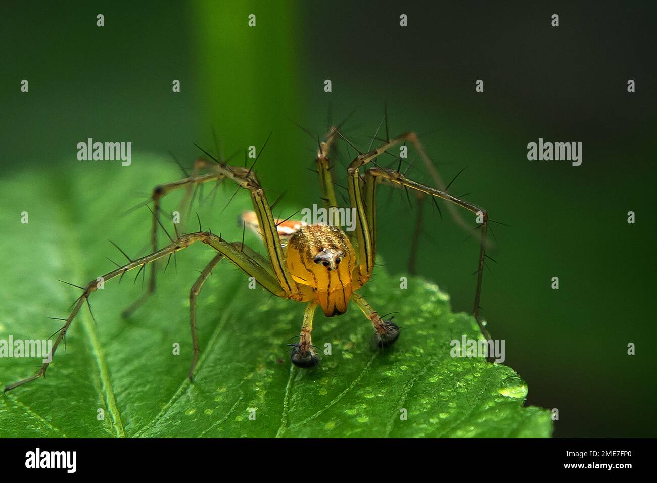 Nahaufnahme von Oxyopes salticus, auch bekannt als gestreifte Luchsspinne. Stockfoto