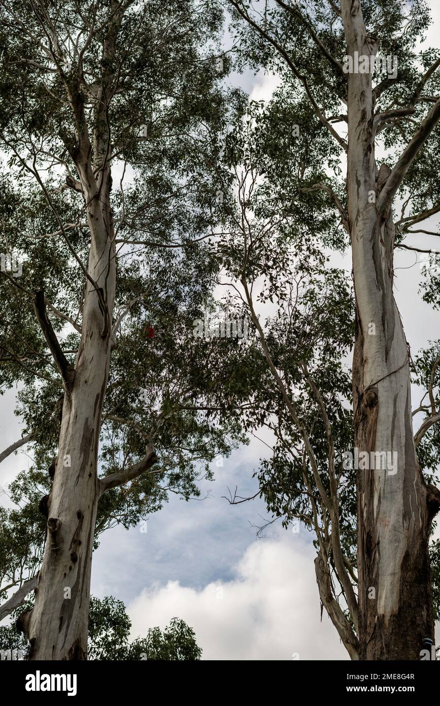 Blaue Kaugummibäume, die majestätisch auf dem Gelände des Government House in Brisbane, der Heimat des Generalgouverneurs in Queensland, Australien, aufragen Stockfoto