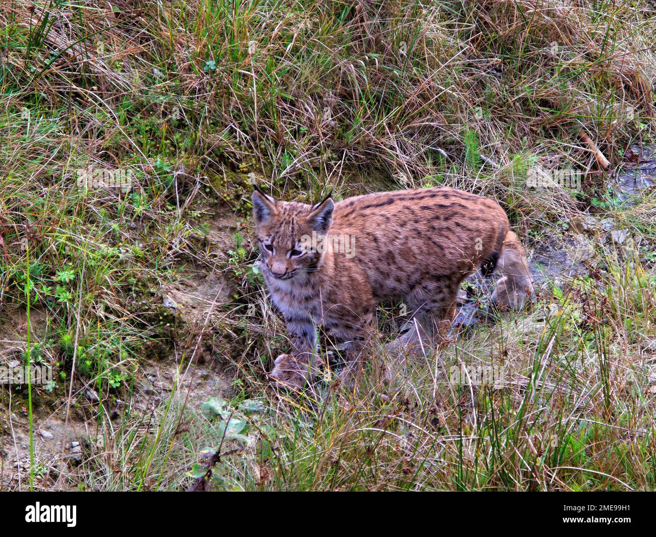 Der junge Lynx (Lynx lynx) erkundet seine Umwelt im Nationalpark Bayerischer Wald, Bayern Stockfoto