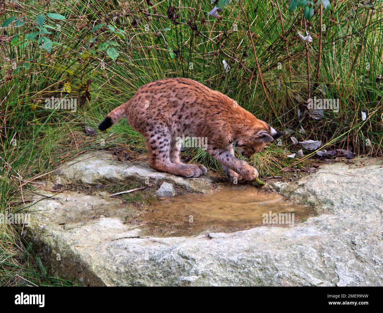 Der junge Lynx (Lynx lynx) erkundet seine Umwelt im Nationalpark Bayerischer Wald, Bayern Stockfoto