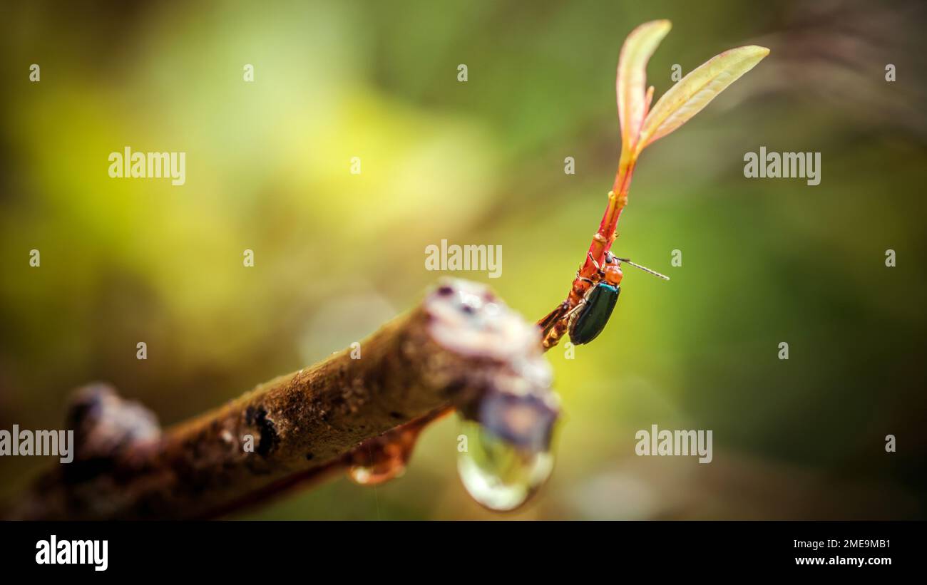 Nahaufnahme eines leuchtenden Flohkäfers, Asphaera-Lustrans auf Baumzweig und natir verschwommenem Hintergrund, Orange-blauer Enghalskäfer, selektiver Fokus Stockfoto