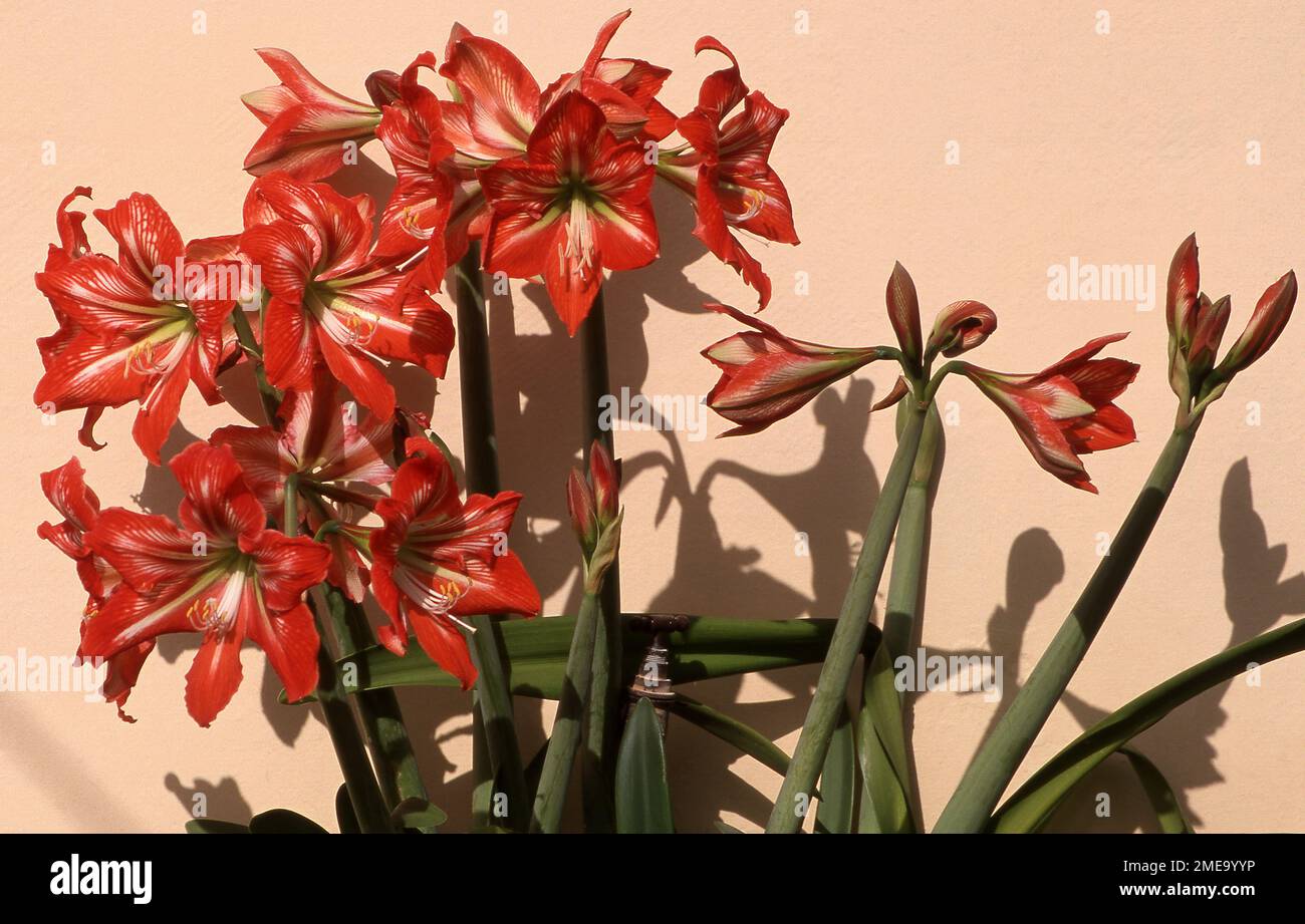 ROTE HIPPEASTRUM-LILIEN WACHSEN VOR EINER CREMEFARbenen GARTENWAND. Stockfoto