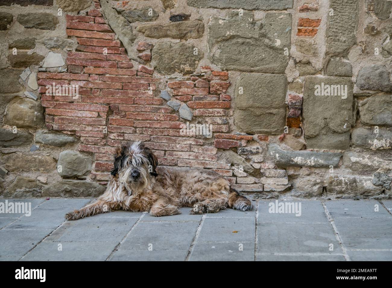 Schmutziger Hund, der auf dem Boden vor alten Stein- und Ziegelmauern im toskanischen Dorf Volpaia liegt. Stockfoto