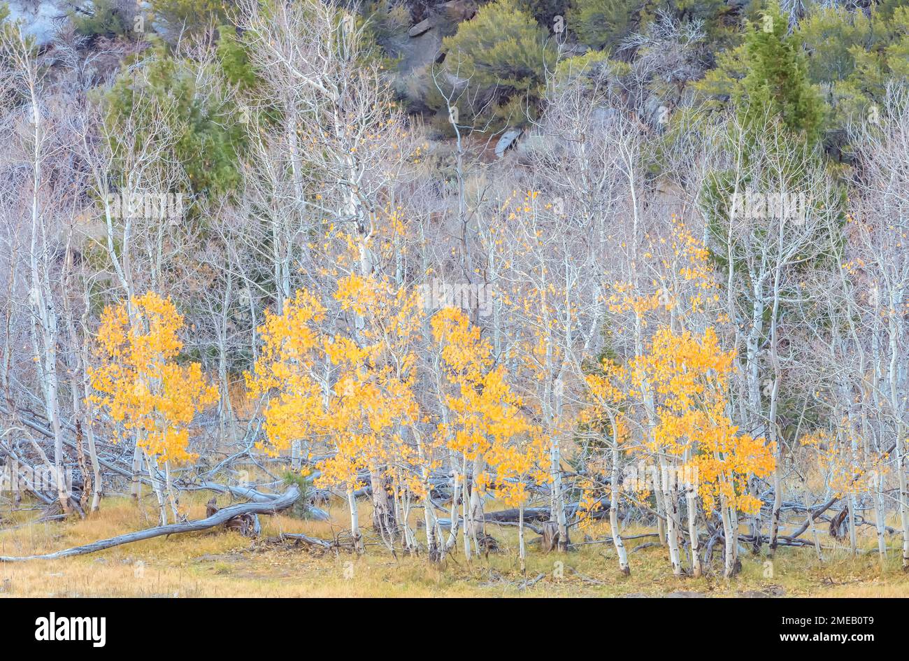 Bergaspen, Populus tremuloides, im Spätherbst, Inyo National Forest, Eastern Sierra Nevada Mountains, Kalifornien, USA, Nordamerika. Stockfoto