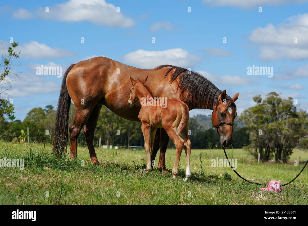 Viertel Pferdestute mit jungen Fohlen an der Seite, steht auf einem grasbedeckten Feld mit Bäumen im Hintergrund. Stockfoto