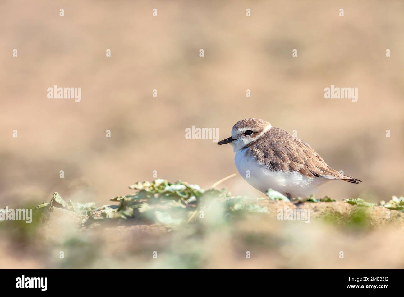 Bedrohte Tierart westlicher Schneepflug Charadrius nivosus an Point Reyes National Seashore, Marin County, Kalifornien, USA. Stockfoto