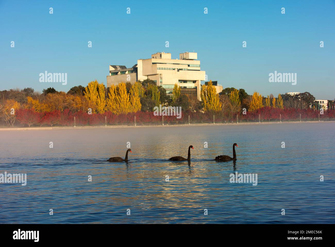 High Court of Australia mit Lake Burley Griffin und Schwanen im Vordergrund. Stockfoto