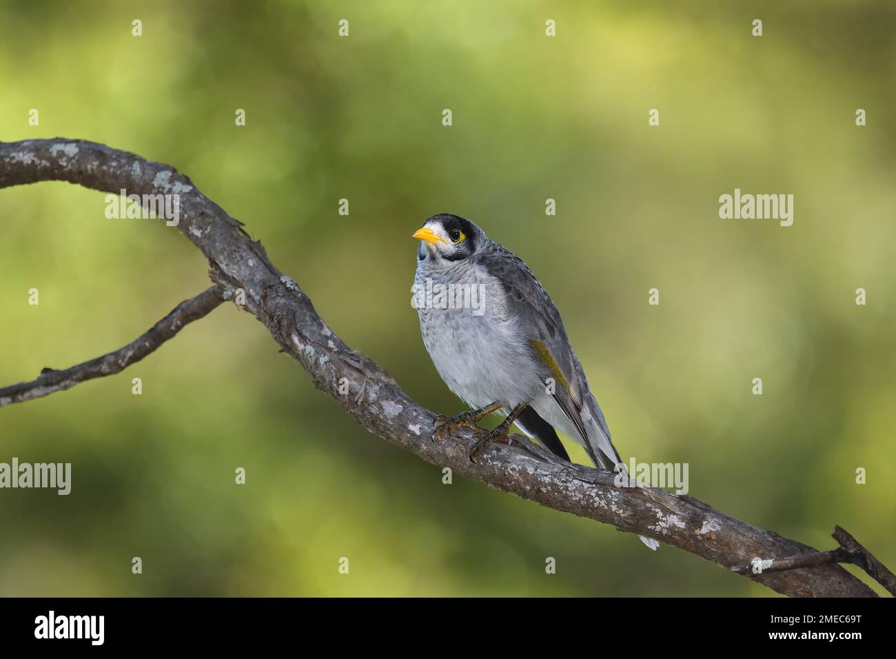 Ein australischer lauter Miner - Manorina melanocephala - Vogel hoch oben auf einem Ast in farbenfrohem, sanftem Morgenlicht auf der Suche nach Essen Stockfoto