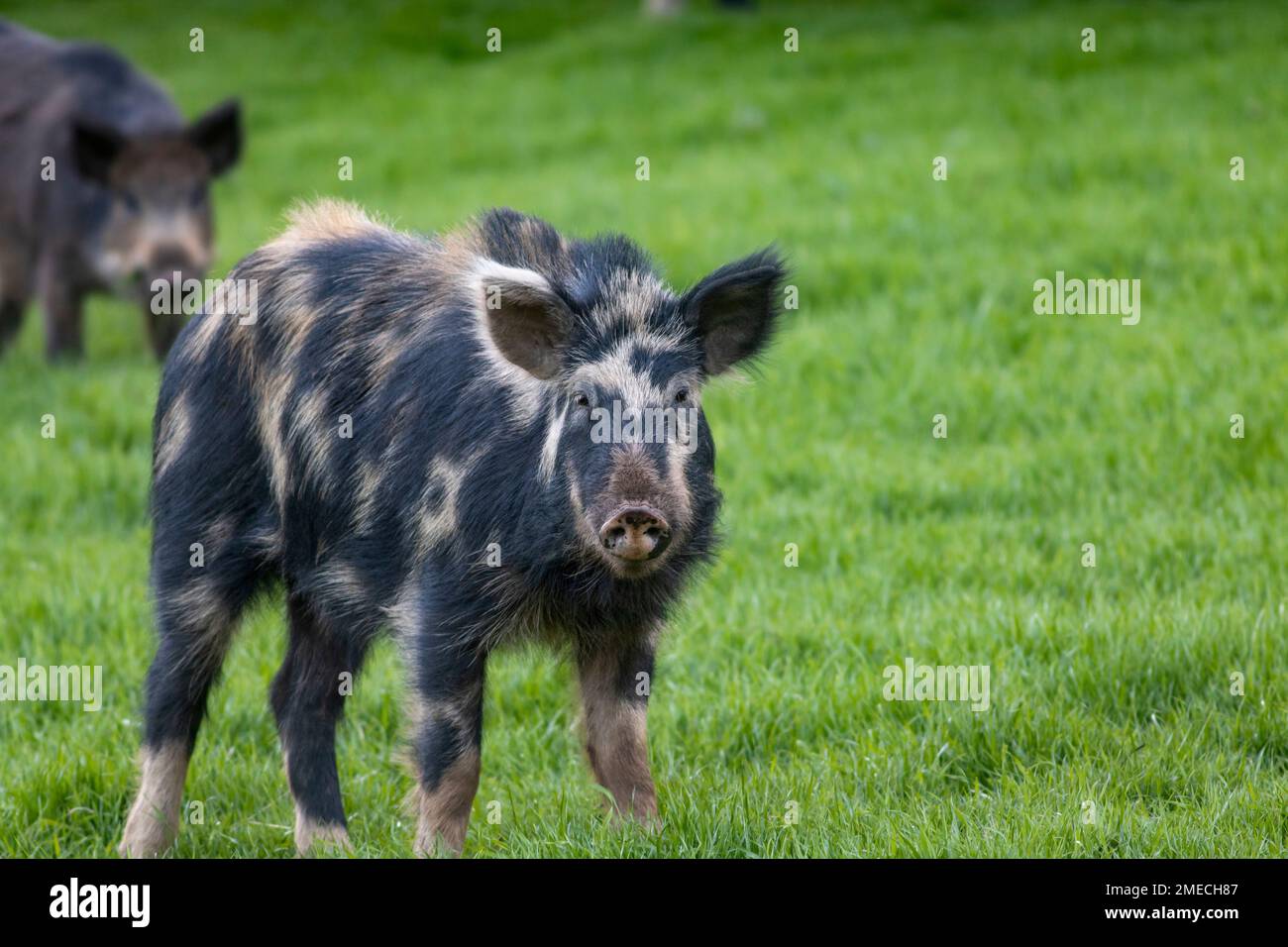 California Wildschwein/Wildschwein Hybrid. Die Spanier und Russen brachten im 17. Jahrhundert Hausschweine nach Kalifornien, von denen viele wild wurden. Eu Stockfoto