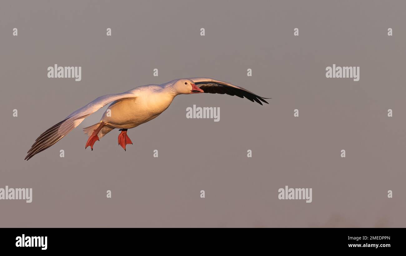 Ross's Goose (Anser rossii), Slimbridge, Großbritannien Stockfoto