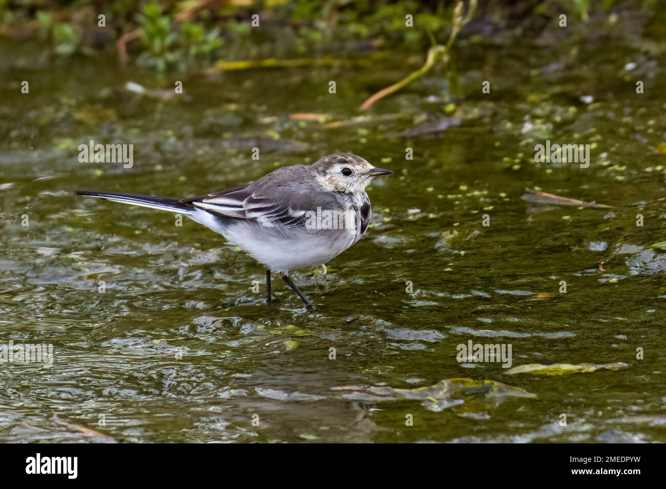 Rattenschwanz (Motacilla alba), füttert in flachem Bach Stockfoto