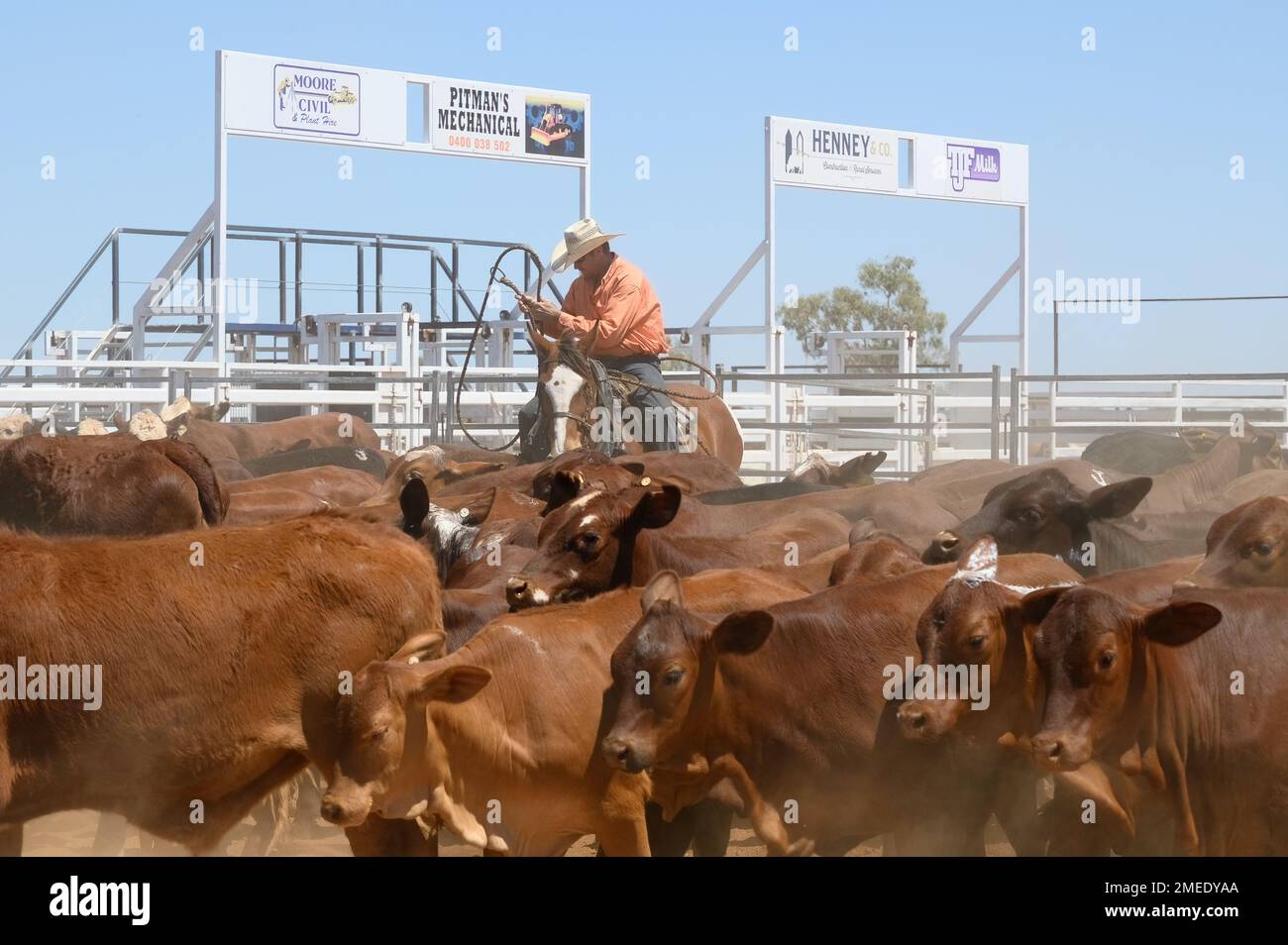 Ein Cowboy, der eine Kuh mit einem Seil einwickeln will, um gebrandmarkt zu werden Stockfoto