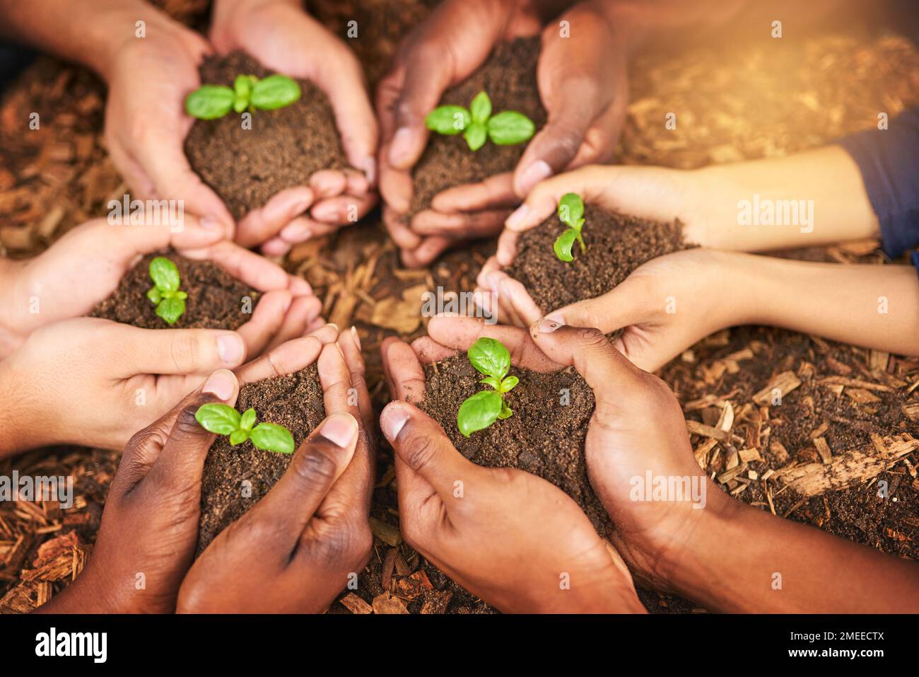 Wenn es wächst, lebt es. Eine Gruppe von Menschen, die Pflanzen halten, die aus dem Boden wachsen. Stockfoto